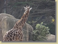 Zoo-Dec2013 (6) * 4896 x 3672 * (4.45MB)